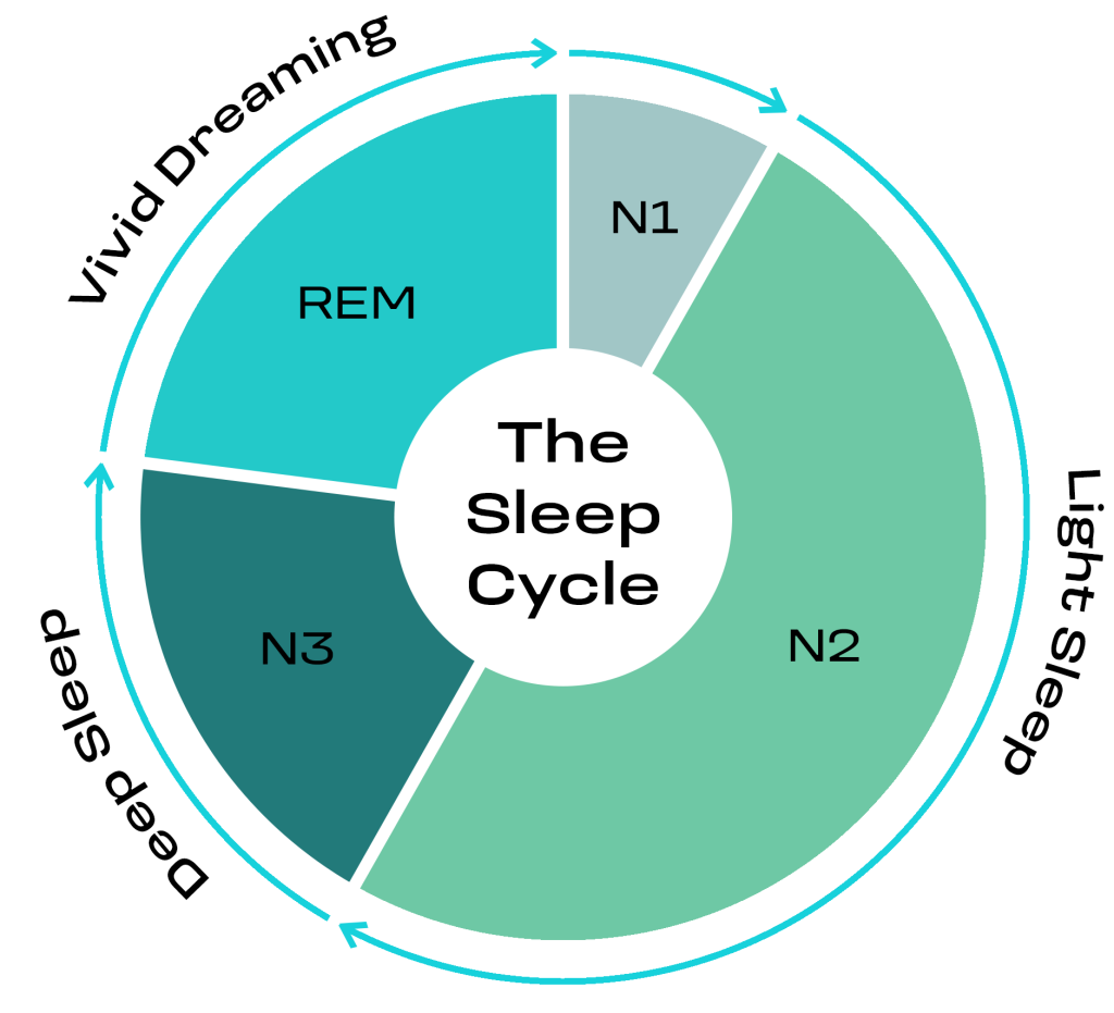 Diagram of sleep cycle stages including NREM and REM sleep, showing transitions through light, deep, and REM sleep during a full 90-minute cycle.